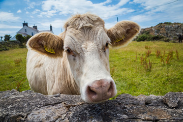 Close-up of a Welsh white cow on Anglesey island in North Wales, Uk