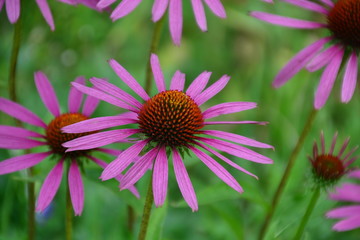 Fototapeta premium Purple Coneflower/Echinacea Flower