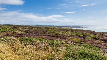 Blooming heather along the West coast of Anglesey near Caergybi Holyhead in Wales, UK