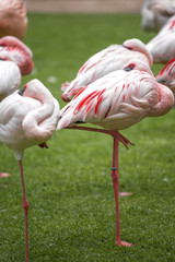 Fototapeta na wymiar pink flamingos