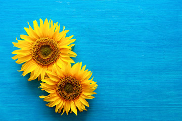 Fototapeta premium flower of a sunflower and sunflower seeds on a blue background