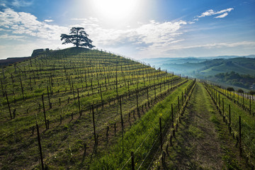 Early morning view on Cedar of Lebanon, evergreen conifer that rises majestically on the hill full of vineyards in Monfalletto in the fraction of the Annunciation of La Morra Piemonte - obrazy, fototapety, plakaty