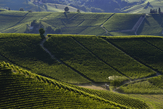 View of the vineyards in the Langa Piedmont hills at sunset