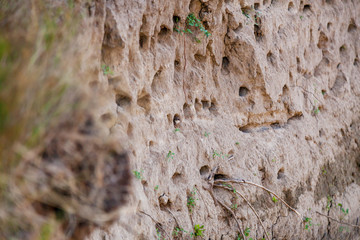 nests of swallows on the river bank