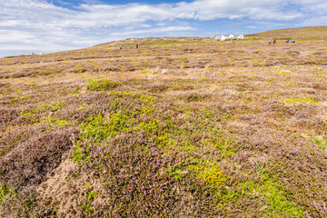Blooming heather along the West coast of Anglesey near Caergybi Holyhead in Wales, UK