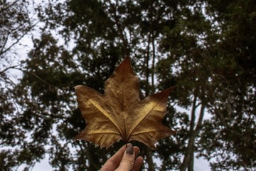 Autumn leaf