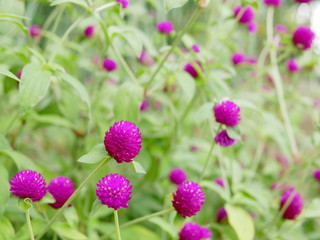 Selective focus of wild natural Globe Amaranth or Gomphrena Globosa flowers on the roadside in bright afternoon sunlight