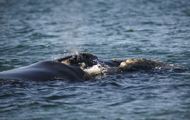 Fototapeta premium Southern Right Whale, Puerto Madryn, Argentyna.