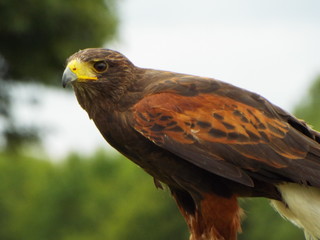 birds falconry