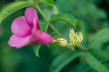 Beautiful allamanda flower, Purple allamanda flower