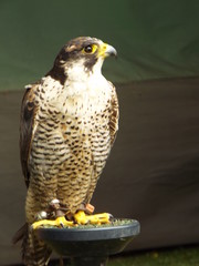 birds falconry