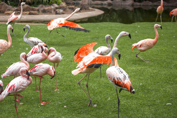 pink flamingos