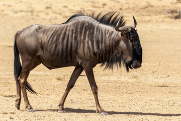 One blue wildebeest walking in the Kgalagadi Transfrontier Park