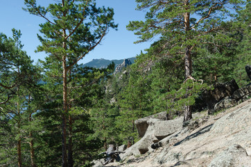 Sprouted pine forest on slope steep cliffs.