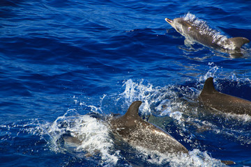 Scenes of Gran Canaria