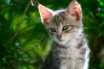 close up of very cute baby kitten with big appealing eyes in wild outdoor setting