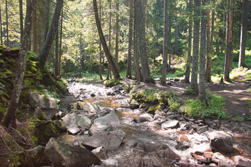 River in the forest