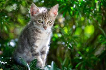 close up of very cute baby kitten with big appealing eyes in wild outdoor setting