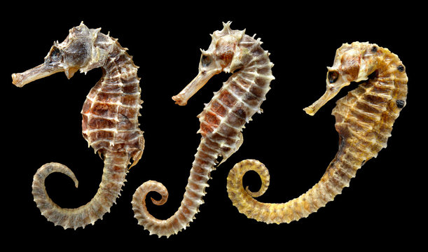 body and texture of dry seahorse