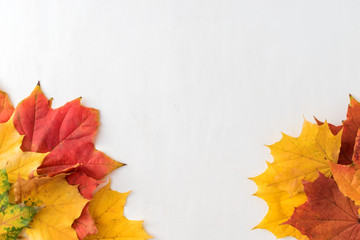 Bright autumn leaves on a light background