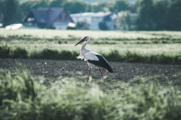 fields