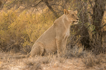 Obraz na płótnie Canvas One lioness sitting in the bush in the Kgalagadi Transfrontier Park in South Africa