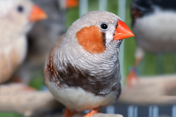 Zebra-finch bird in cage
