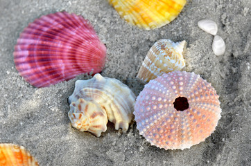 mixing colorful of shell fish on the beach