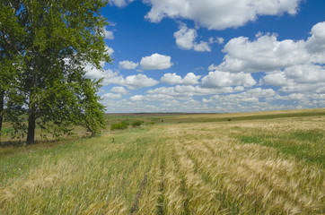 Beautiful summer scene with poplar trees growing on the edge of wheat field.Beautiful white clouds in deep blue sky.Nice country landscape of Tula region,Russia.
