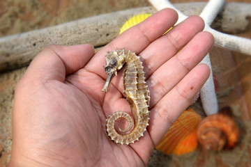 body and texture of dry seahorse © NPD stock