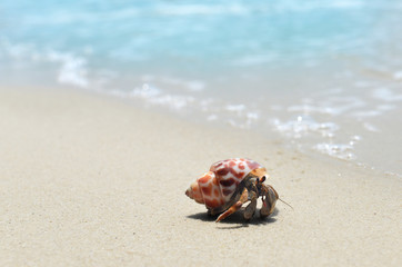 Hermit crab walking on the beach.