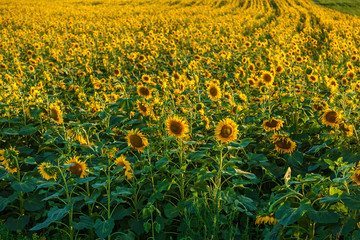 Obraz premium sunflower flowers growing on the field. farmers grow sunflowers for cooking oil