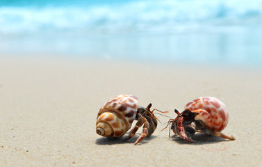 Hermit crab walking on the beach.