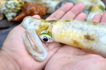 Fresh and life soft cuttle fish in hands