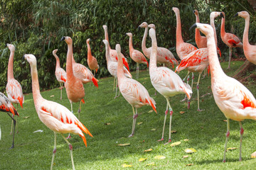 pink flamingos