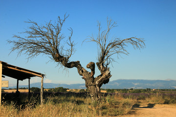 Alter Baum in der Provence