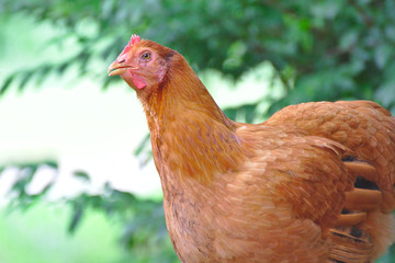 Brown hen on nature background