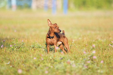 Miniature Pinscher Dog Running In The Grass