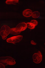 bright jellyfish floating in the dark sea