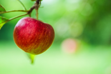 Apple. Fruit on the branch.