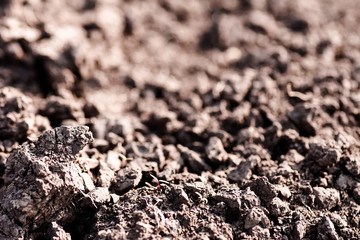 Soil, cultivated dirt.