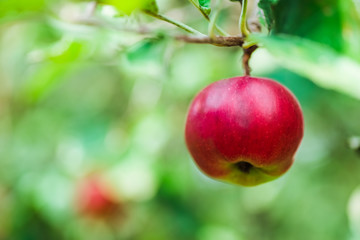Apple. Fruit on the branch.