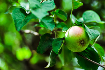 Apple. Fruit on the branch.
