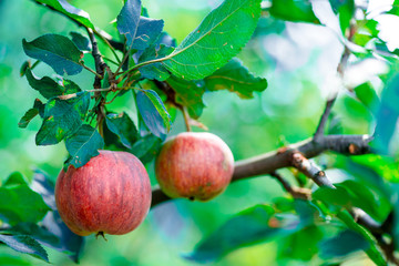 Apple. Fruit on the branch.