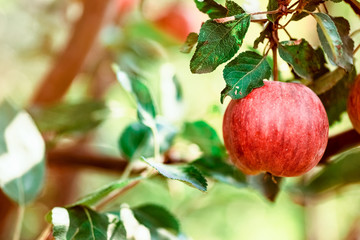 Apple. Fruit on the branch.