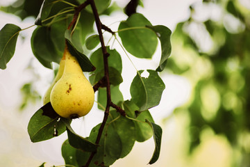 Pear fruit.