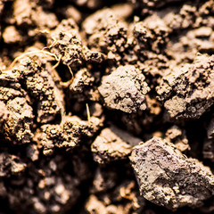 Soil, cultivated dirt.