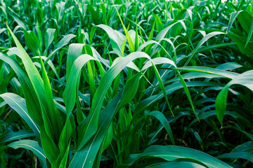 Corn agriculture. Green nature