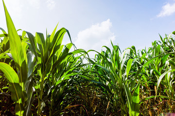 Obraz premium Corn agriculture. Green nature