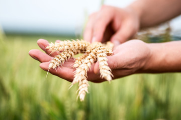 Field of wheat. Plant, nature on farm.